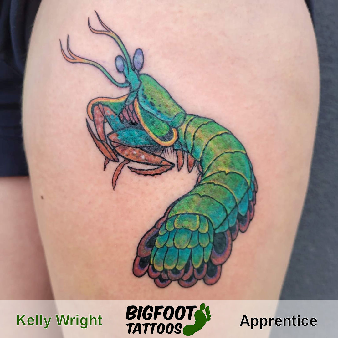 Peacock Mantis Shrimp — Kelly Wright