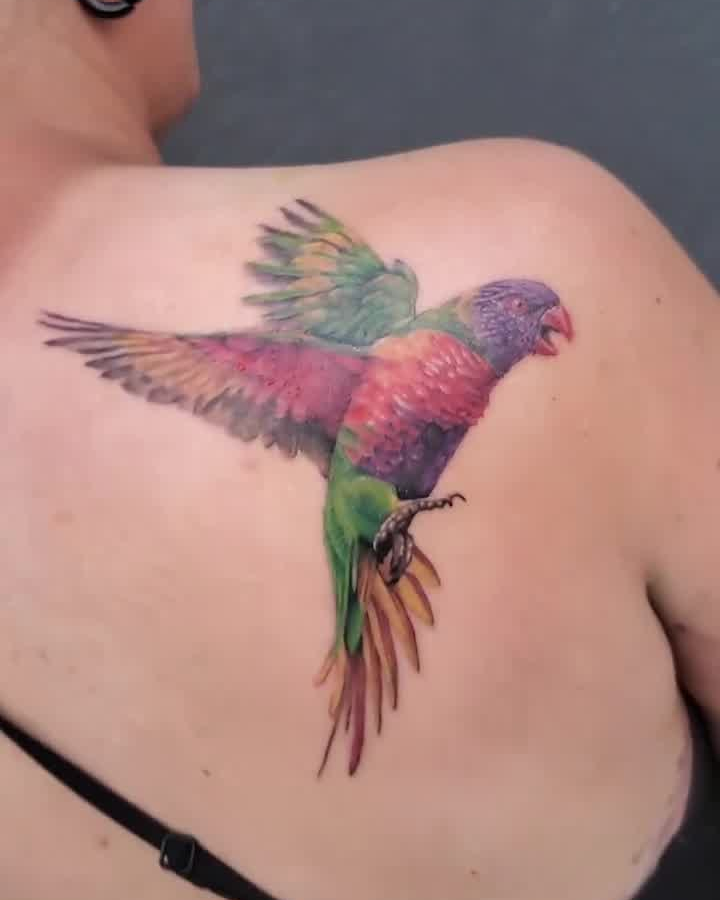 Rainbow Lorikeet Tattoo โ Clay Walker Rainbow Lorikeet Tattoo โ Clay Walker